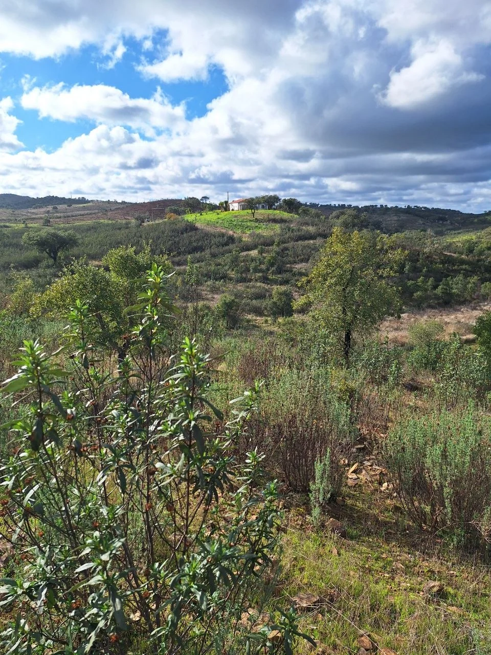 Green hills rolling away under a big sky, seen from the top of the land